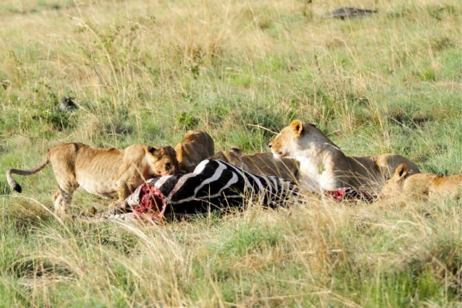 Pride of Lions Eating Zebra in the Wild
