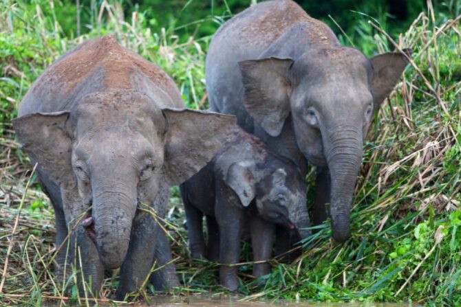 Pygmy Elephant (Elephas maximus borneesis)