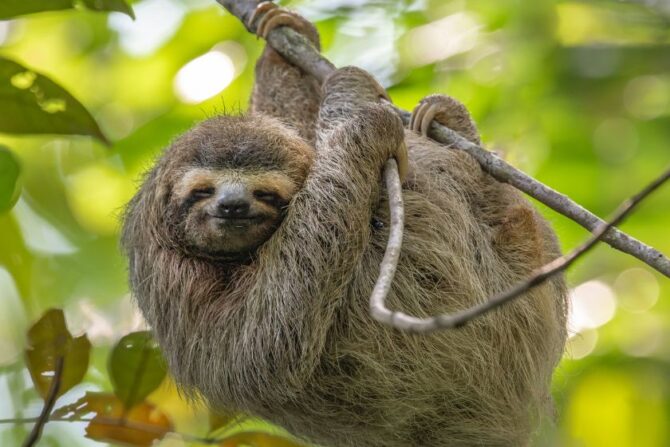 Pygmy Sloth (Bradypus pygmeaus)