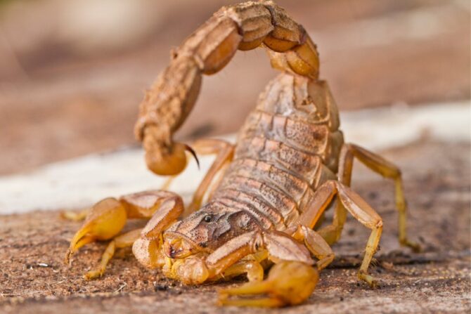 Scorpion