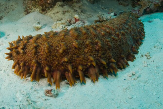 Sea Cucumber (Holothuroidea)
