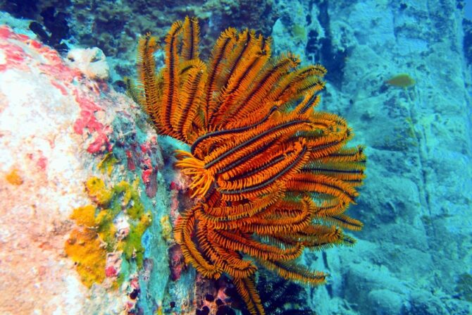 Sea Lilies (Crinoidea)