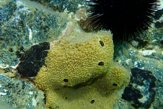 Sea Sponge (Porifera)