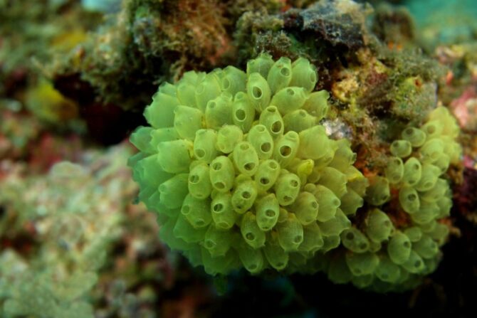 Sea Squirts (Ascidiacea)