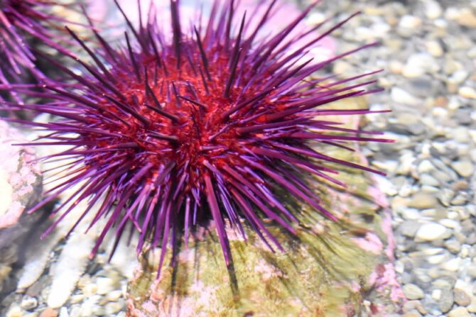 Sea Urchin (Echinoidea)