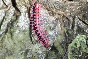 Real Dragons 9 Existing Real Life Dragons Of Today