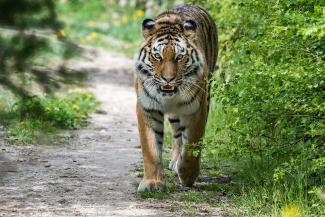 Siberian Tiger in the Wild Looking, Ready to Attack