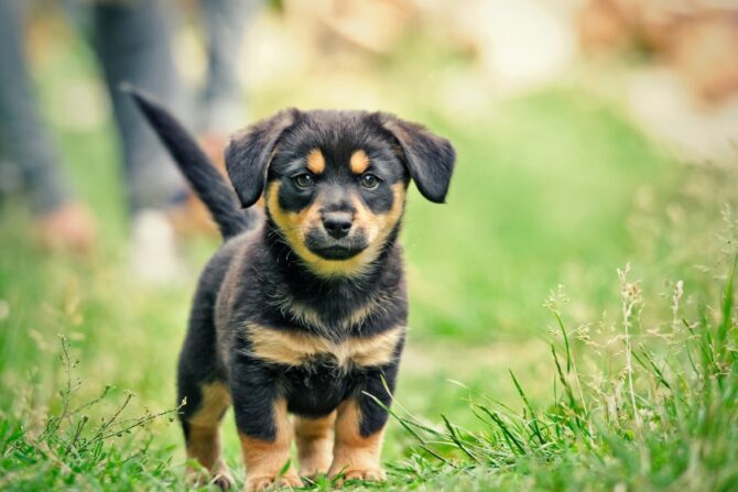 Small Puppy on Green Grass