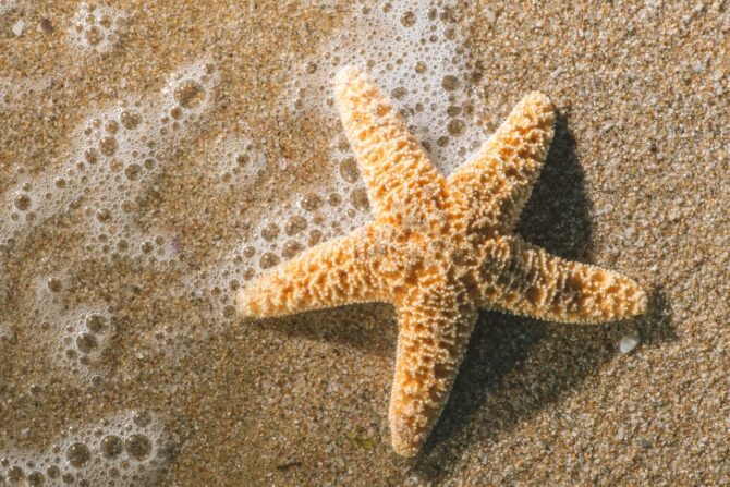 Starfish (Asteroidea)