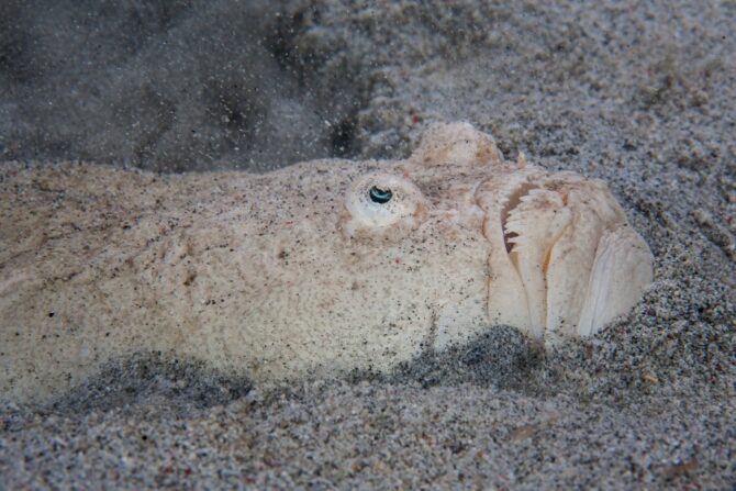 Stargazer (Uranoscopidae)