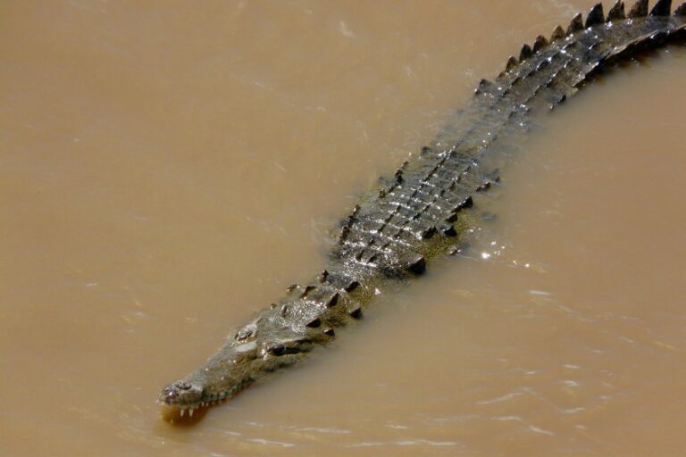 What Do Crocodiles Eat? Crocodile Diet, Hunting & Food Chain