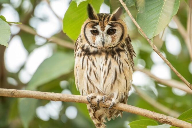 Striped Owl (Asio clamator)