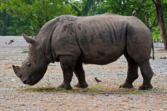 Sumatran Rhino (Dicerorhinus sumatrensis)