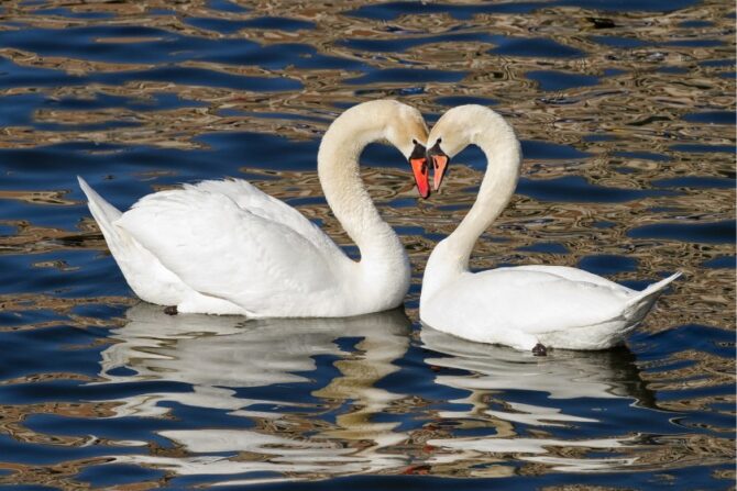 Swan Couple Mating in Spring
