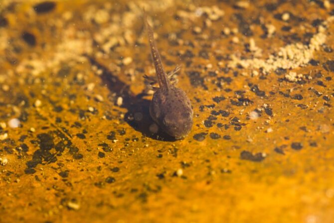 Tadpole Feeding in a Natural River Bed