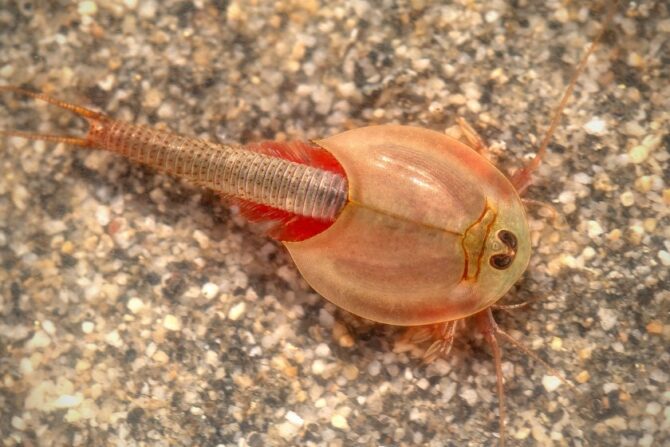 Triops