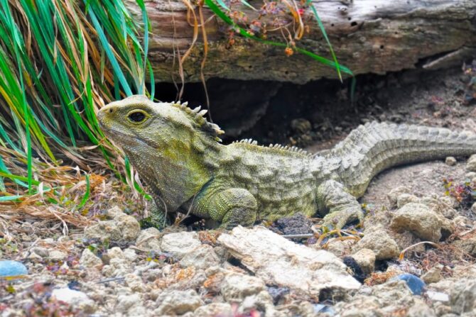 Tuatara (Sphenodon punctatus)