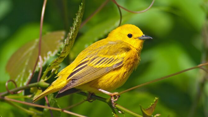 Types Of Yellow Birds (Stunning Species, With Pictures)