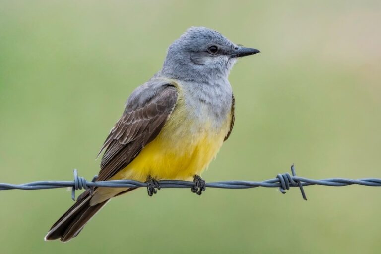 Types Of Yellow Birds (31 Stunning Species, With Pictures)