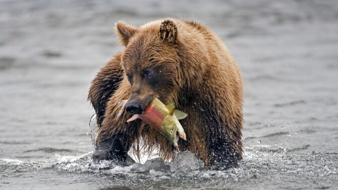 What Do Bears Eat? A Closer Look At Bear Diet & Food Chain