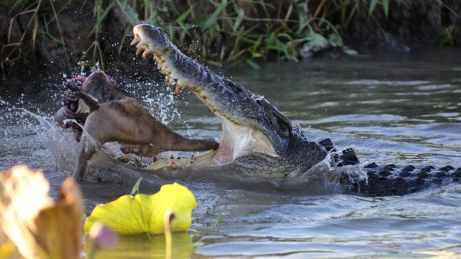 What Do Crocodiles Eat? Crocodile Diet, Hunting & Food Chain
