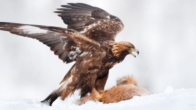 What Do Eagles Eat? (Eagle Diet, Hunting Habit, Food Chain)