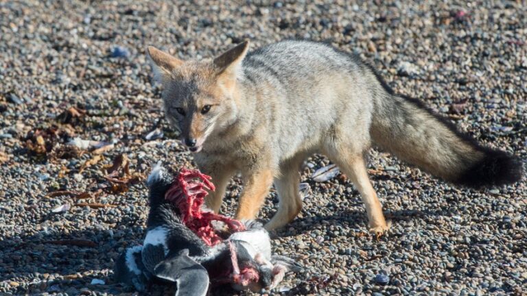 What Do Foxes Eat? A Closer Look At Fox Diet & Food Chain