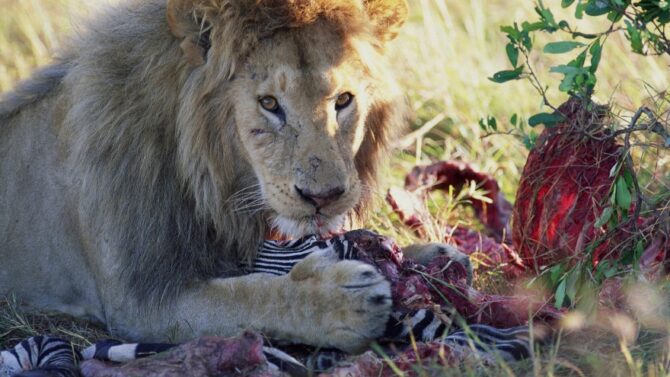 What Do Lions Eat? A Closer Look At Lion Diet & Food Chain