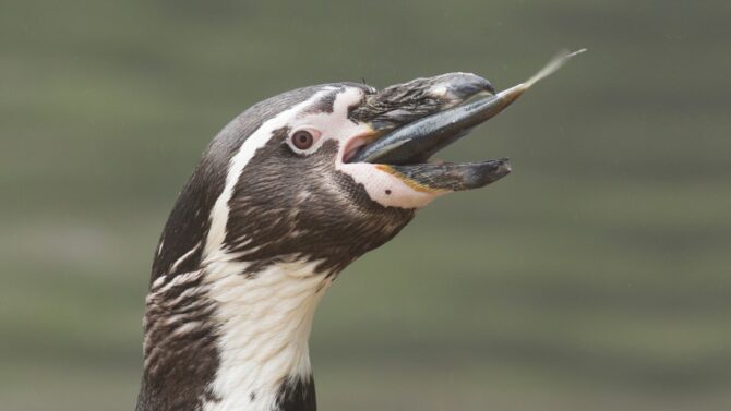 What Do Penguins Eat? (Penguin Diet & Eating Habit)