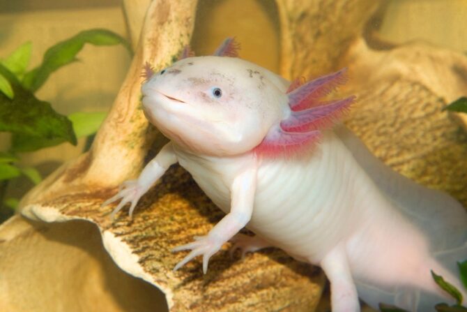 Axolotl (Ambystoma Mexicanum)