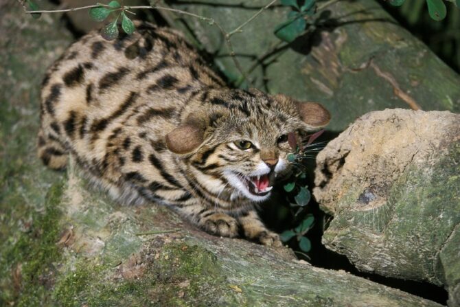 Black-Footed Cat (Fellis Nigripe )