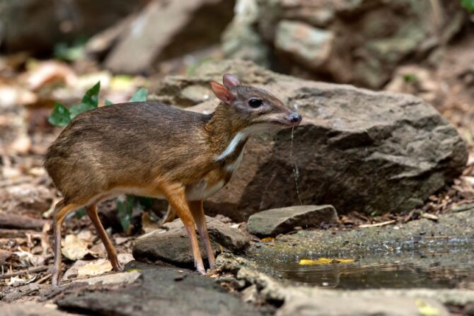 Chevrotain (Tragulidae)