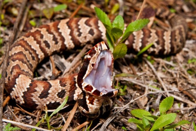 Cottonmouth (Agkistrodon piscivorus)