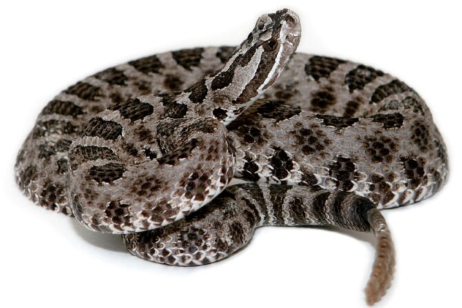 Eastern Massasauga (Sistrurus catenatus)