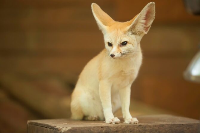 Fennec Fox (Vulpes Zerda)