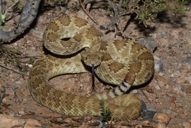 Mojave Rattlesnake or Mojave Green (Crotalus scutulatus)