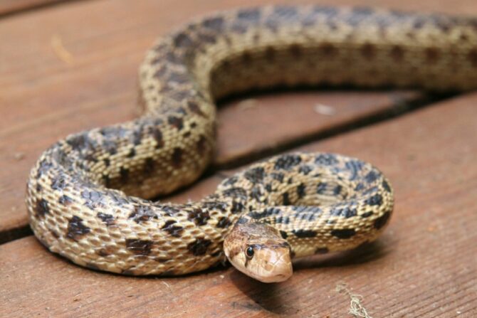 Non-venomous Gopher Snakes