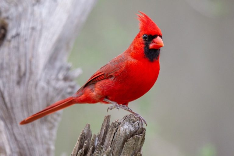 Types Of Red Birds (12 Beautiful Species, With Pictures)