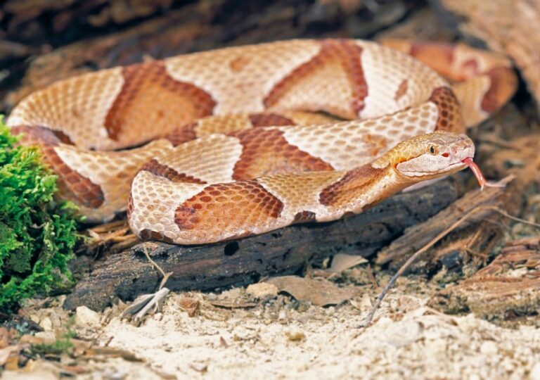 Venomous Snakes In Kentucky (4 Poisonous & Deadly Species)