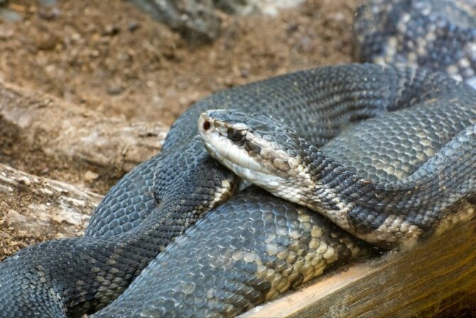 Northern Cottonmouth Snake (Agkistrodon piscivorous)