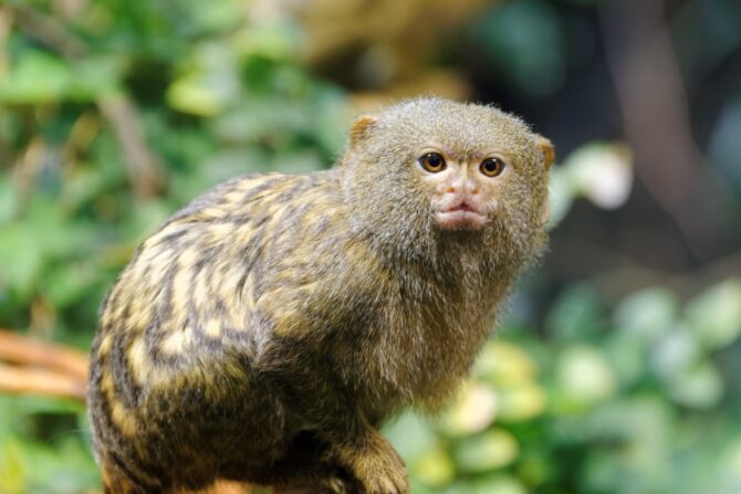 Pygmy Marmoset (Callithrix Pygmaea)