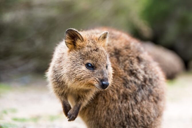 Quokka (Setonix Brachyurus)