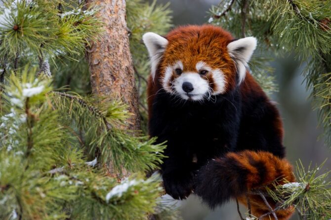 Red Panda (Ailurus Fulgens)