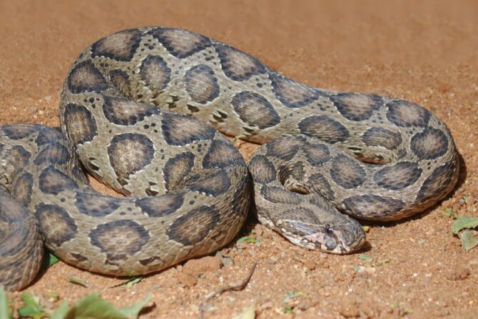 Russell’s Viper (Dabola russelii)