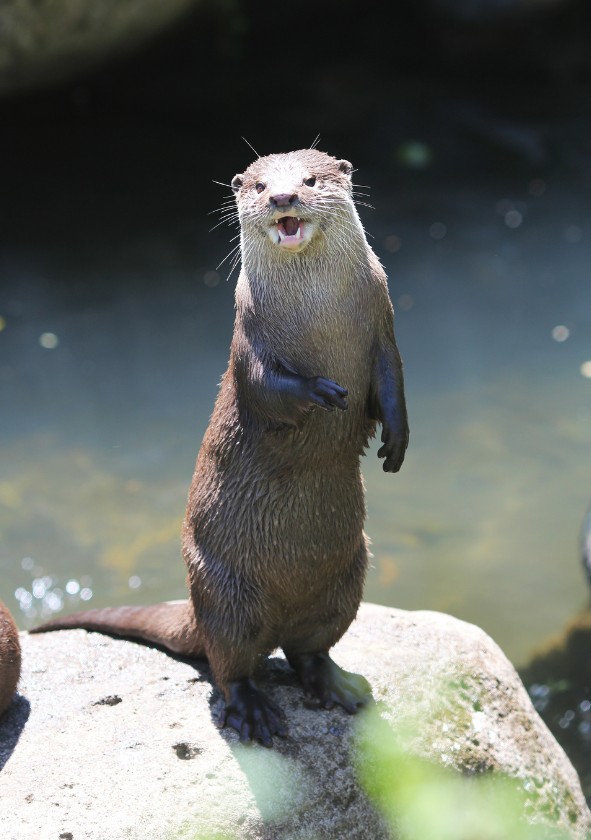 Sea Otter (Enhydra Luis)