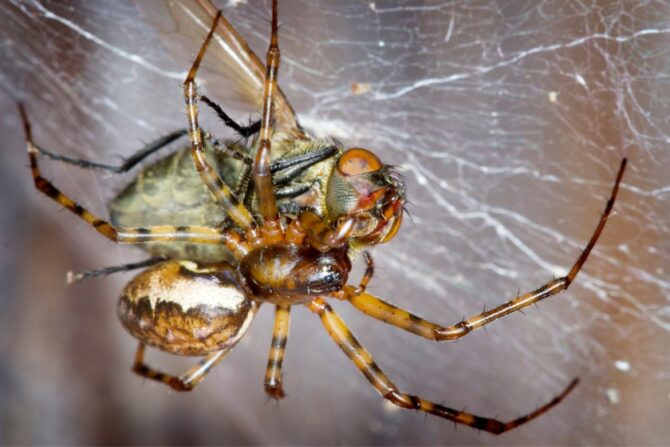 Spider Eating Fly