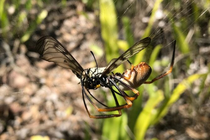 Spider Trapping Butterfly on Web