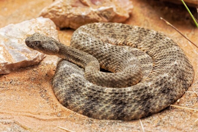 Tiger Rattlesnake