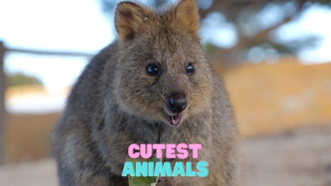 Top 10 Cutest Animals In The World (& Where To See Them)