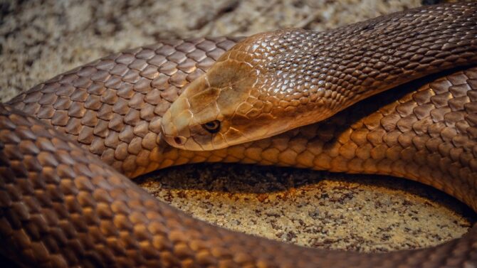 Top 10 Most Venomous Snakes In The World (Poisonous & Dangerous)
